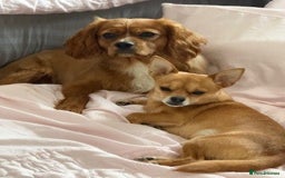 Cavalier King Charles Spaniel dogs for sale: Beautiful 1-Year-Old King Charles Cavalier  - Image 2