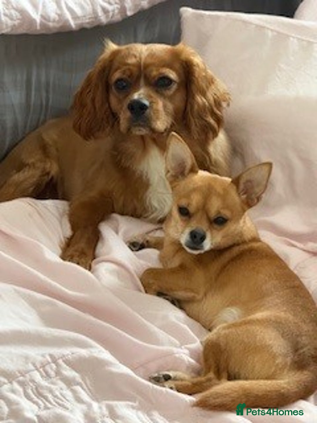 Cavalier King Charles Spaniel dogs for sale: Beautiful 1-Year-Old King Charles Cavalier  - Image 2