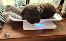 Cocker Spaniel dogs for sale: Beautiful Cocker Spaniel Litter  - Advert 14