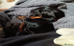 Dachshund dogs for sale: 1 year old Male Dauchund for Sale - Image 13