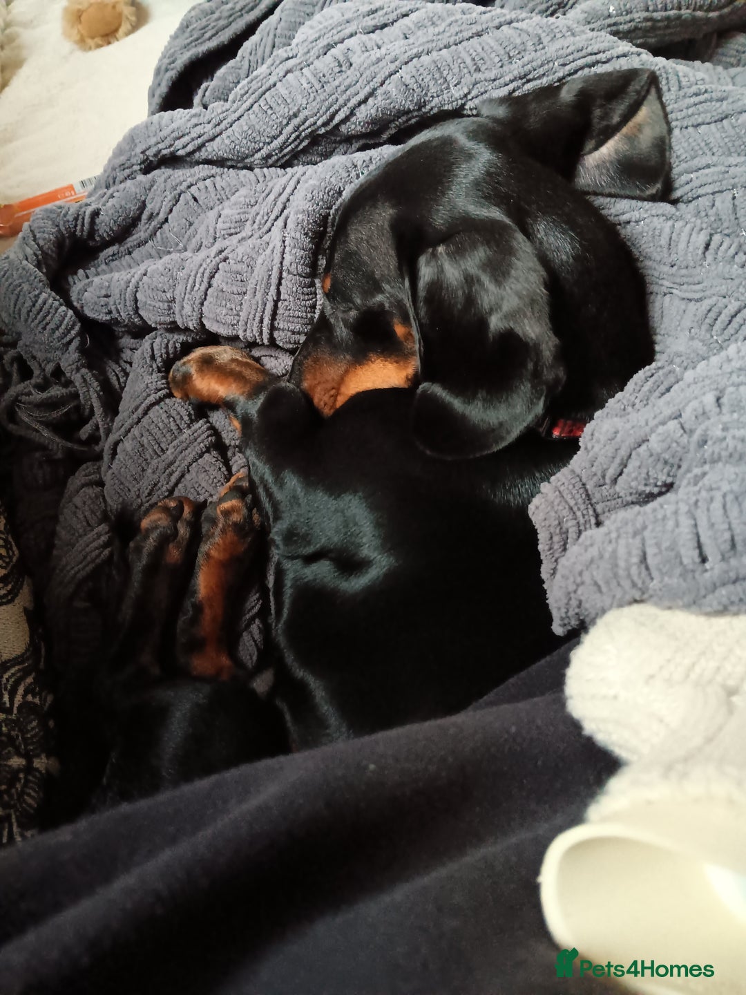 Dachshund dogs for sale: 1 year old Male Dauchund for Sale - Image 13