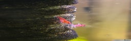 Shrimps fish for sale: Red Cherry Shrimp Good Quality Grade - Freshwater  - Advert 7
