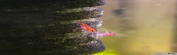 Shrimps fish for sale: X10 Red Cherry Shrimp Good Quality Grade - Advert 6