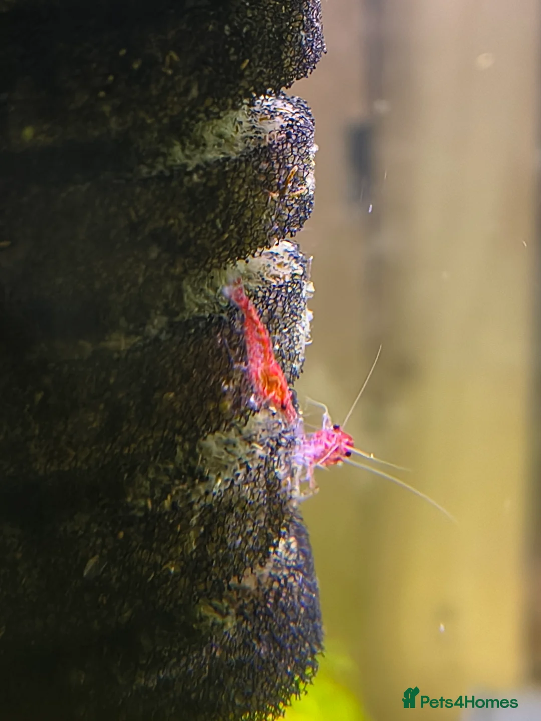 Shrimps fish for sale: X10 Red Cherry Shrimp Good Quality Grade - Advert 6