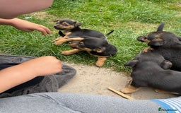 Mixed Breed dogs for sale: Jack Russell Black and Tan terrier puppies  - Image 20