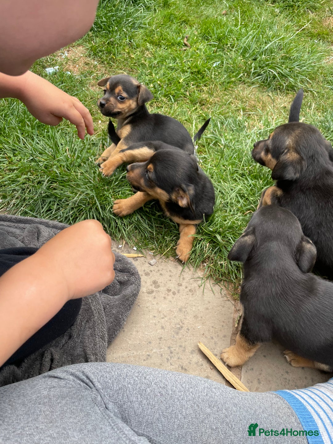 Mixed Breed dogs for sale: Jack Russell Black and Tan terrier puppies  - Image 20