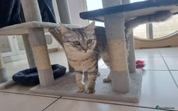 Mixed Breed cats for adoption: Aria - A Lovely & Cuddly Princess - Image 7