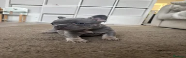 French Bulldog Puppy 5