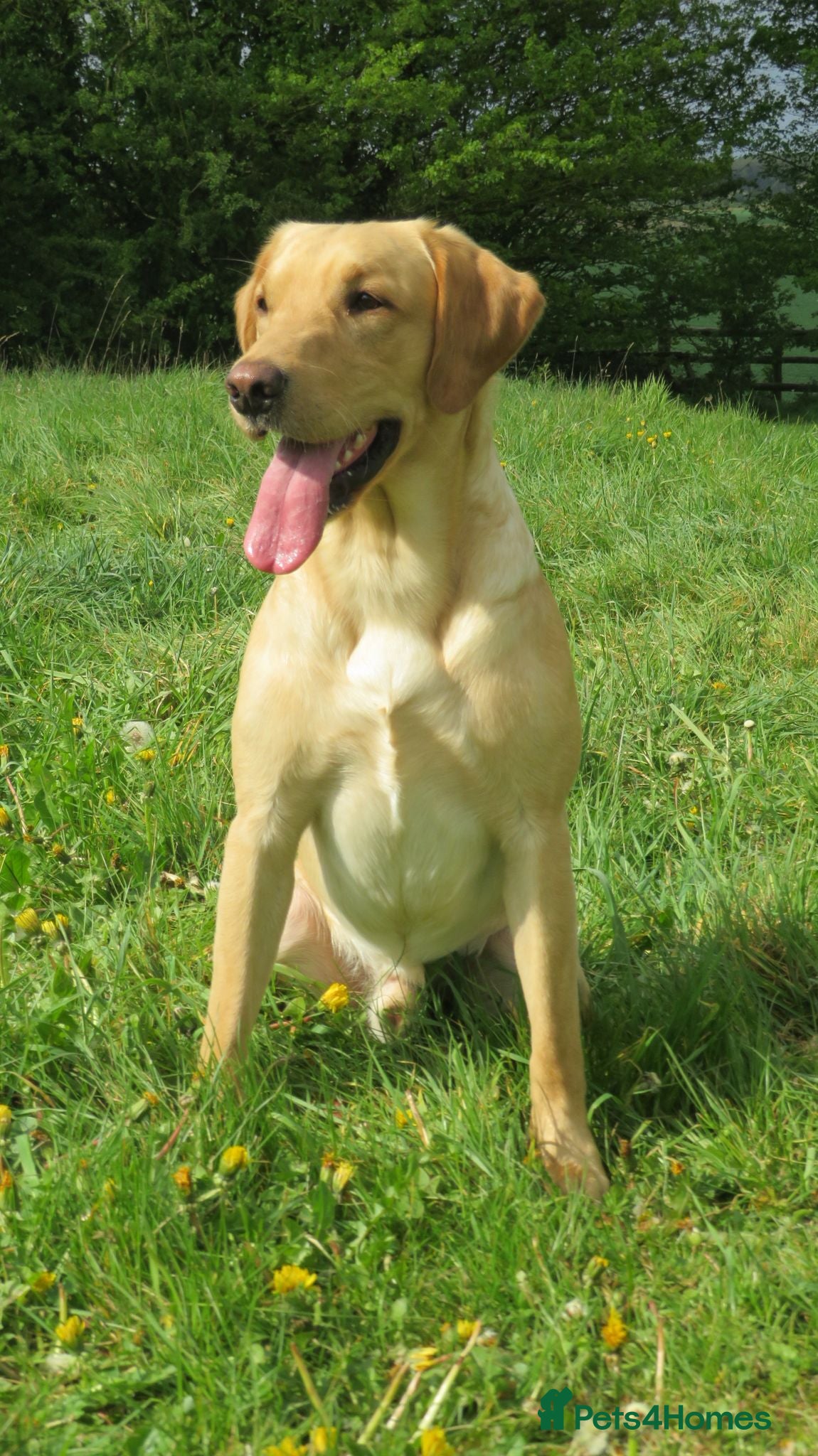 Labrador Retriever dogs Future stud dog. - Advert 1