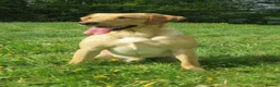 Labrador Retriever dogs for stud: Future stud dog. in Cirencester - Advert 1