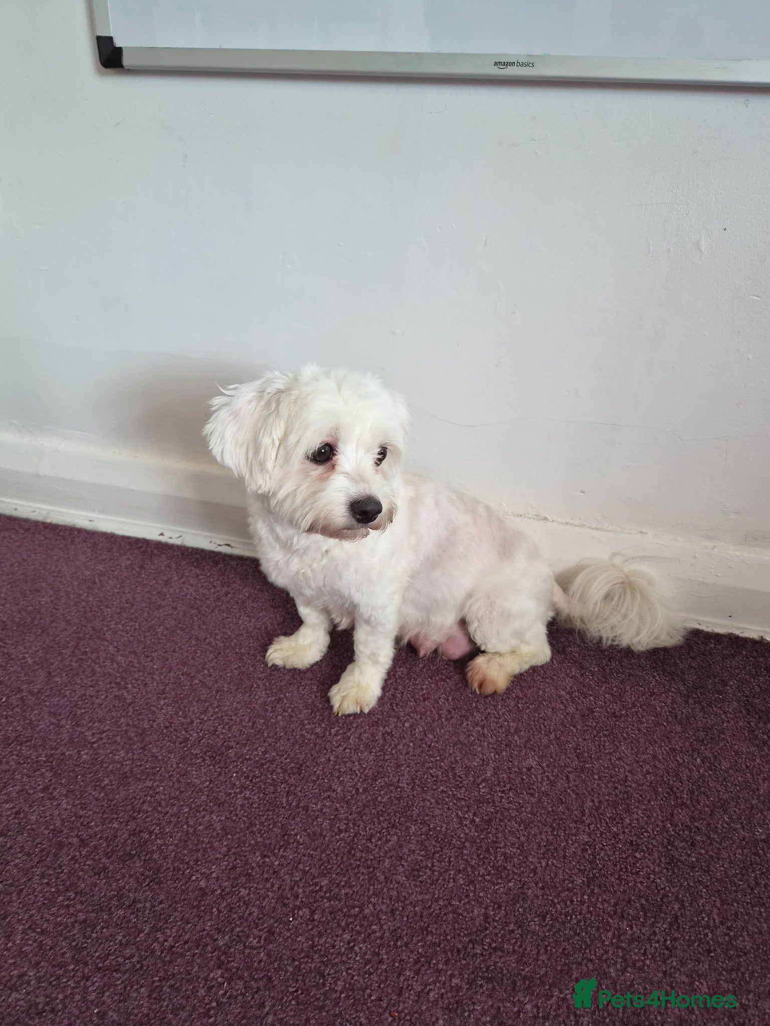 Maltese dogs Beautiful Maltese pupies - Advert 2