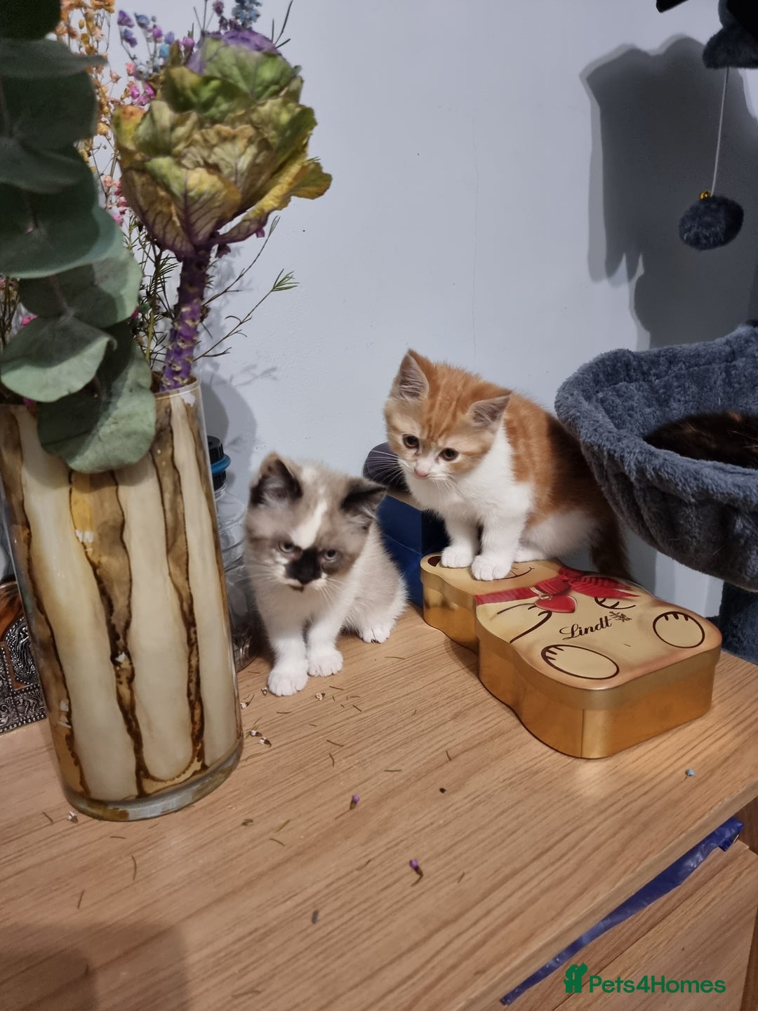 Persian cats for sale: Persian kittens - Image 11