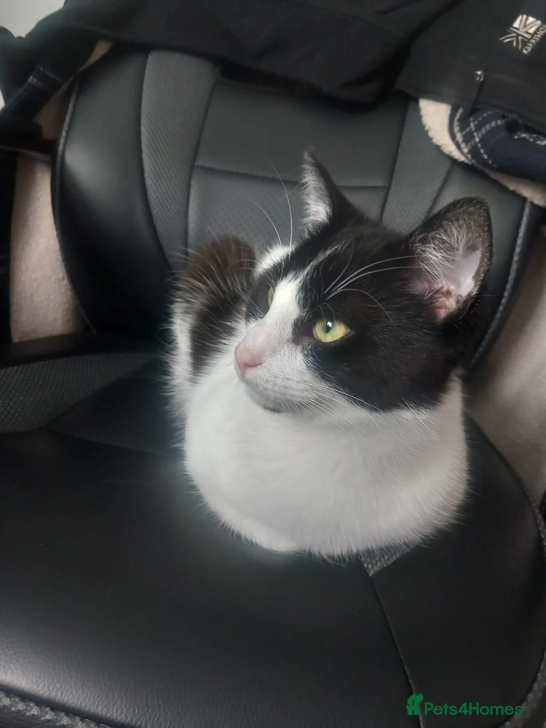 Mixed Breed cats for sale: Male cat( Tom for sale  - Advert 2