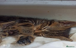 British Shorthair cats for sale: Beautiful tabby kittens - Image 27