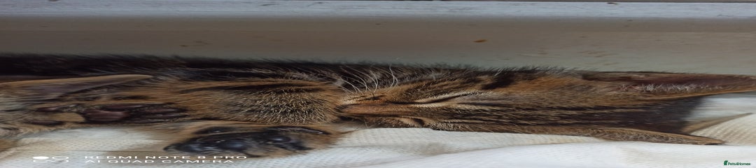 British Shorthair Kitten 5