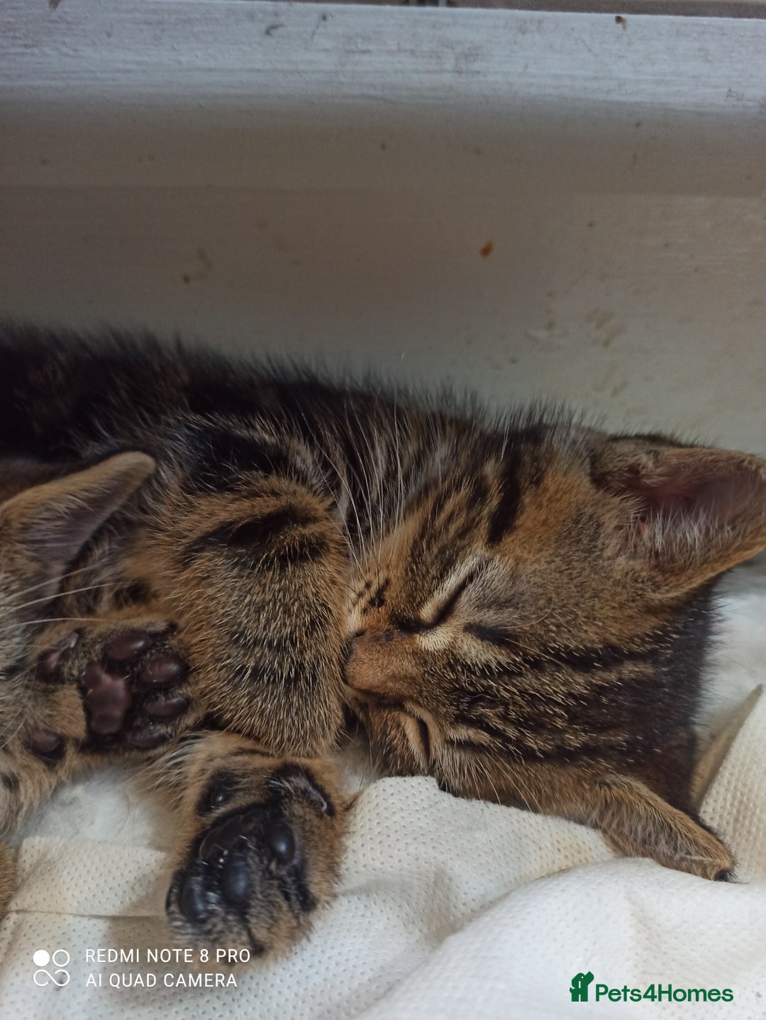 British Shorthair cats for sale: Beautiful tabby kittens - Image 27