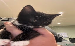 Mixed Breed cats for sale: 2 male kittens ready 25/11/25 - Image 4