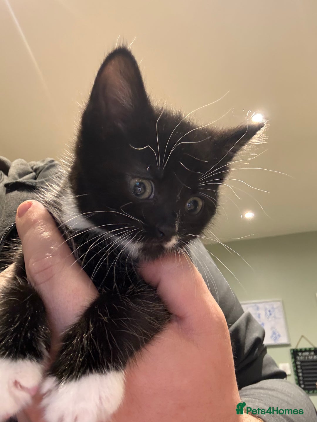 Mixed Breed cats for sale: 2 male kittens ready 25/11/25 - Image 4