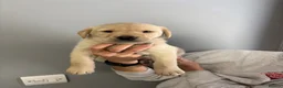 Labrador Retriever dogs for sale: Golden Labrador Pups in Penrith - Advert 5