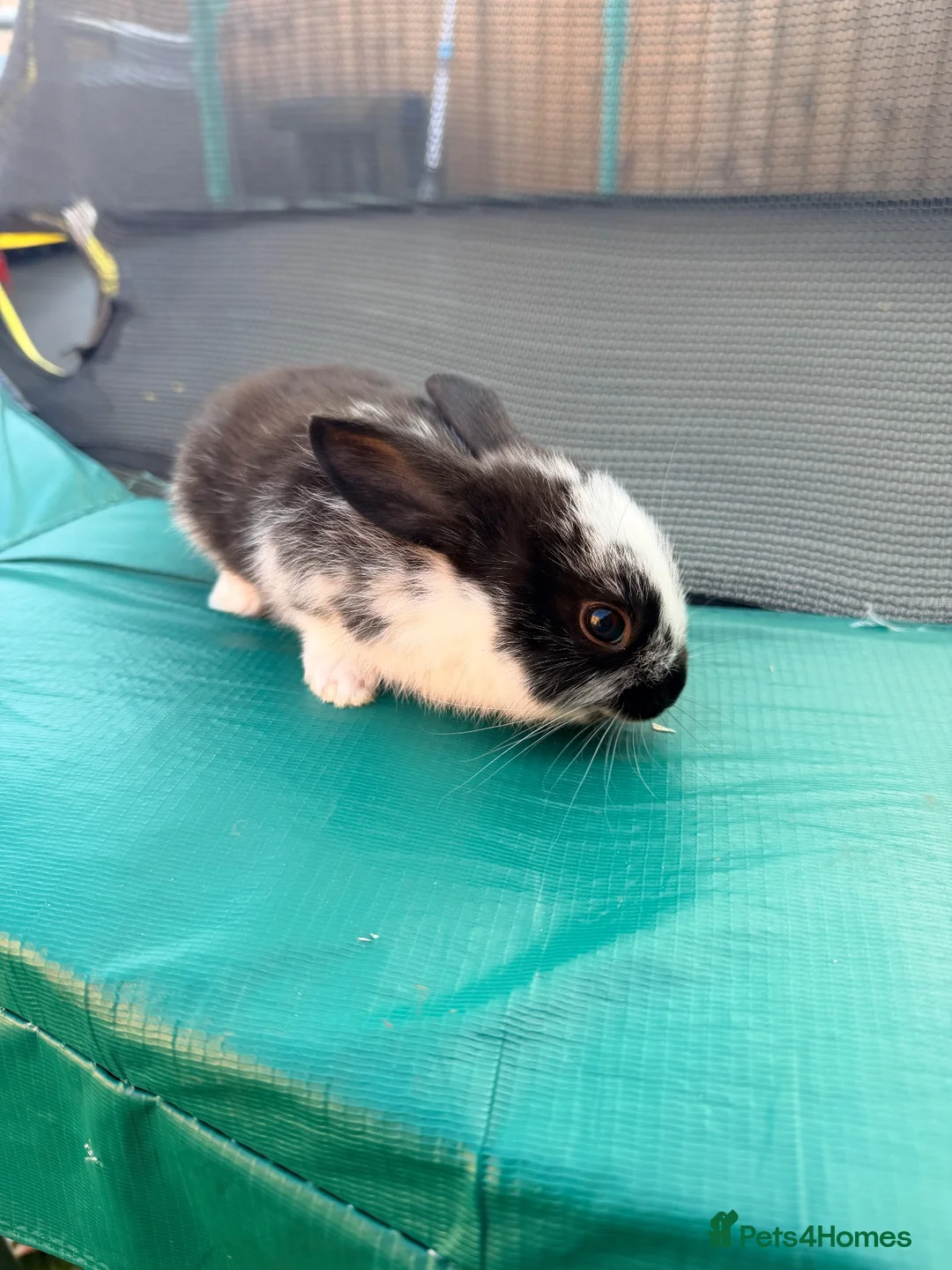 Mixed Breed rabbits for sale: Bunnies  in Newark - Advert 2