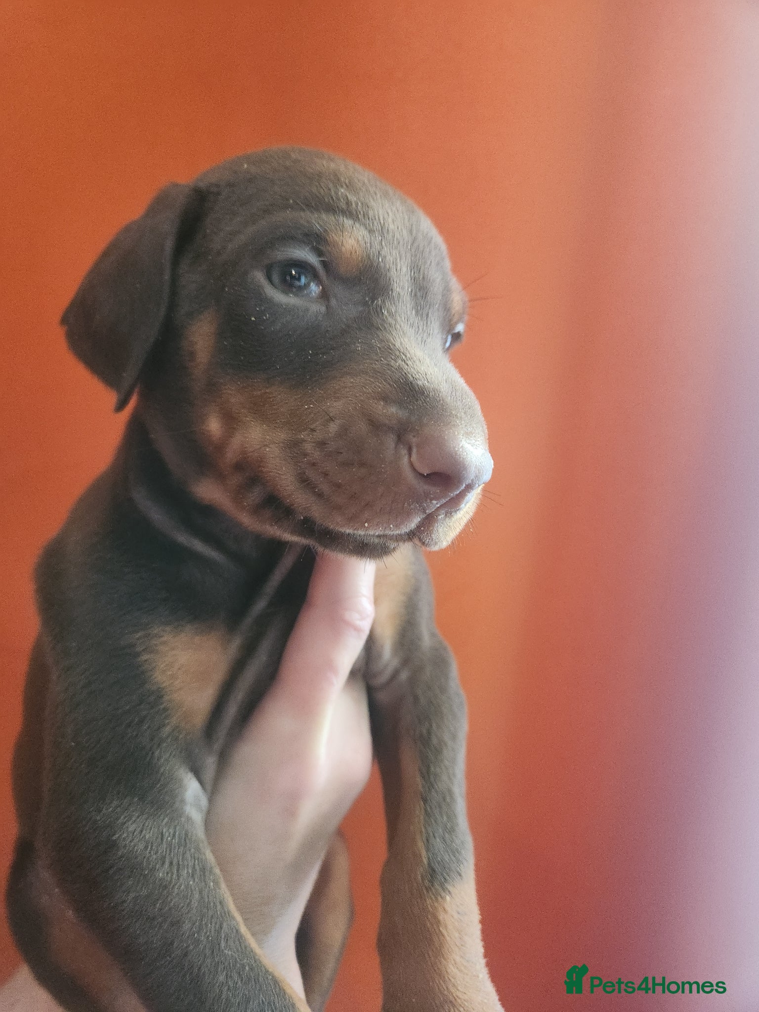 Dobermann dogs Doberman puppies European champion parents  - Advert 16