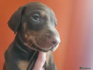 Dobermann dogs Doberman puppies European champion parents - Advert 3