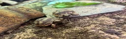 Tortoise reptiles for sale: Spur Thigh Hatchling Tortoises - Advert 3
