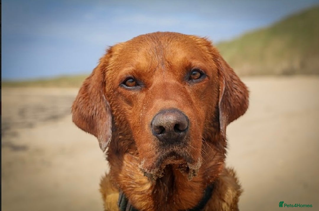 Labrador Retriever dogs for stud: Fox red Labrador available for stud - Proven in Melton Mowbray - Advert 1