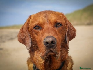 Labrador Retriever dogs in Melton Mowbray - Advert 20