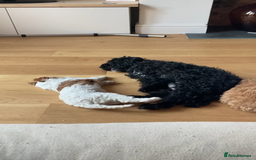 Cavapoo dogs for sale: 8 week old Cavapoo girl - Image 11