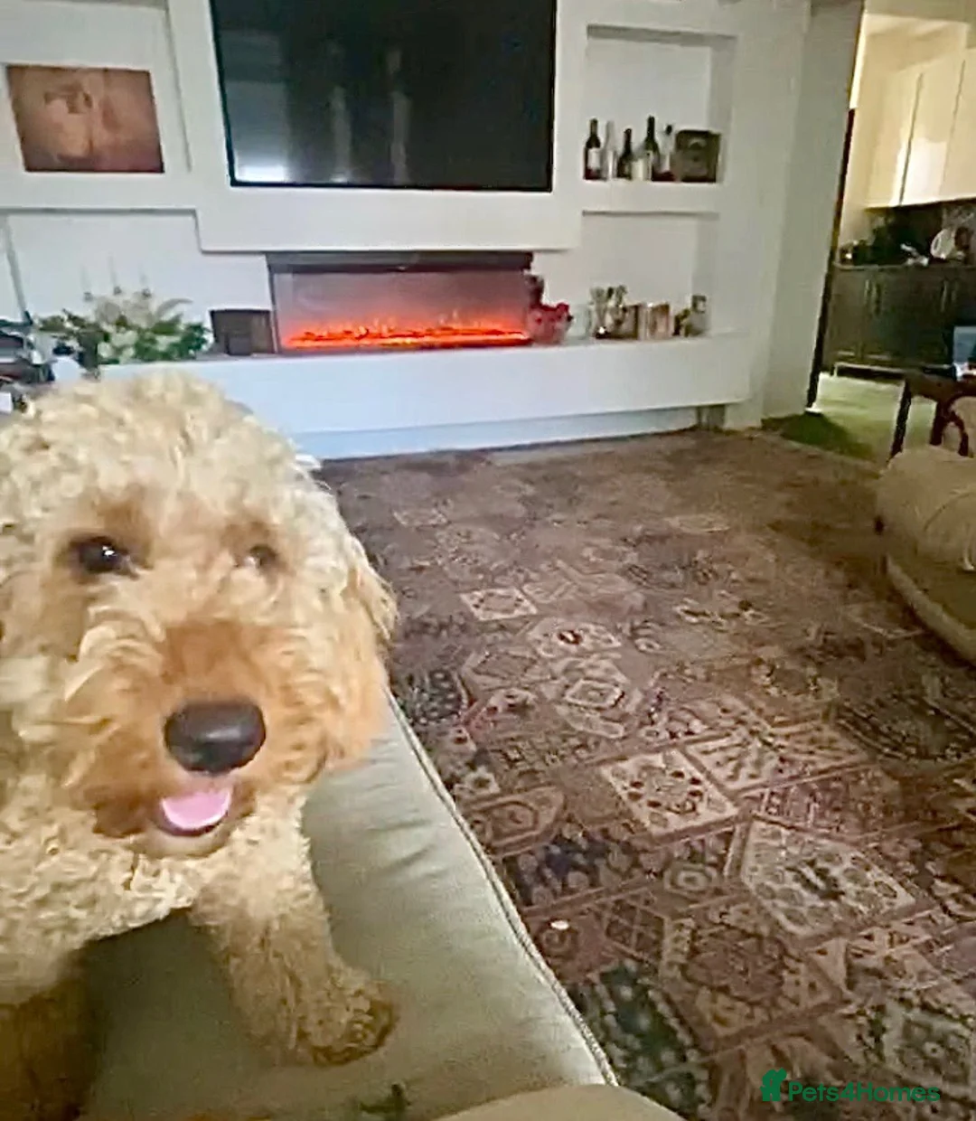 Cockapoo dogs for sale: 🐾 Beautiful Red Cockapoo Rosie – 16 Months Old - Advert 2
