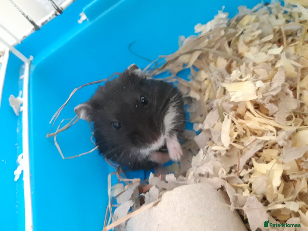 Hamster rodents for sale:  Russian Dwarf baby hamsters in Manchester - Image 3