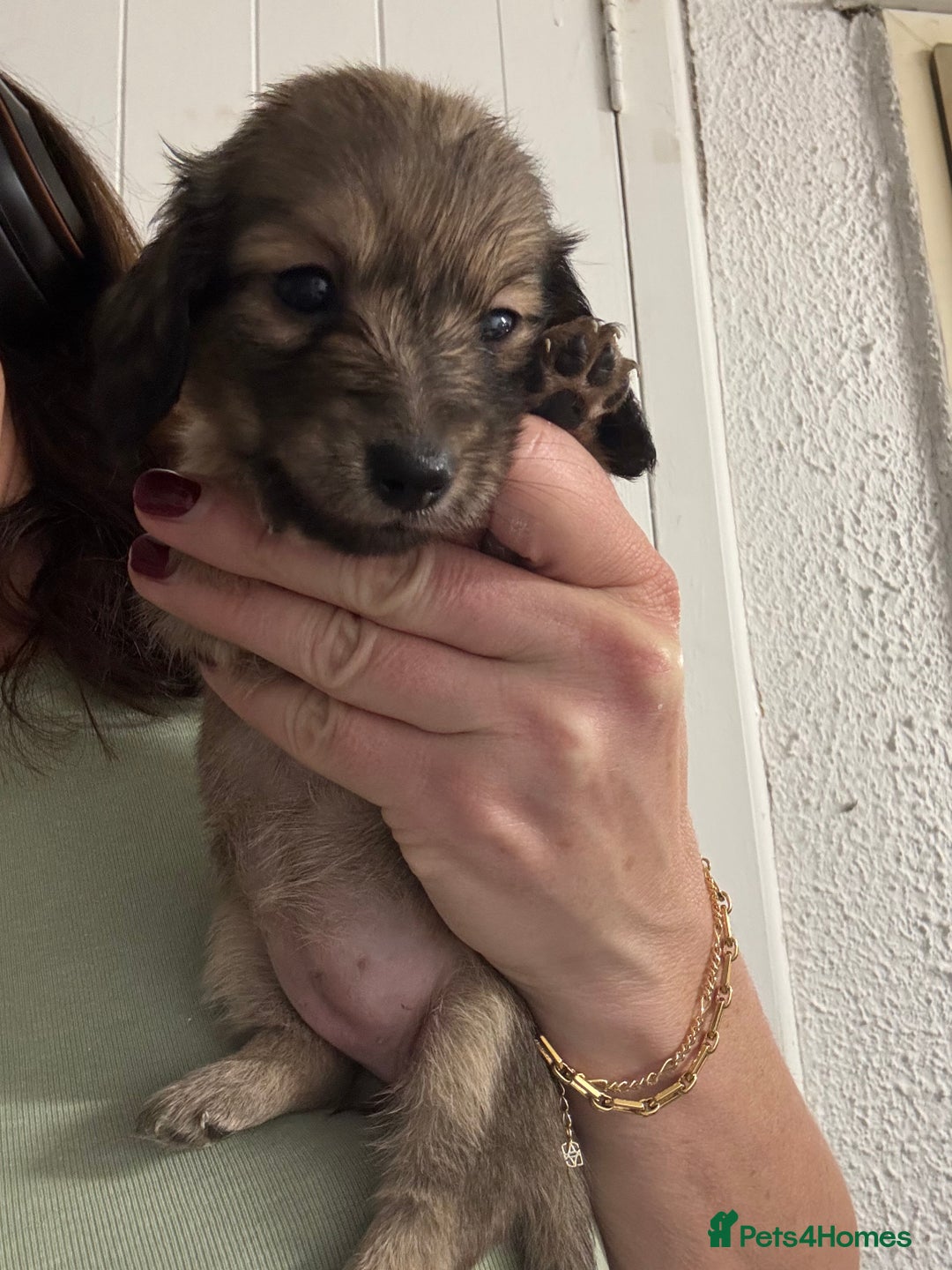 Miniature Dachshund dogs for sale: Miniature Dachshunds longhaired puppies - Advert 21