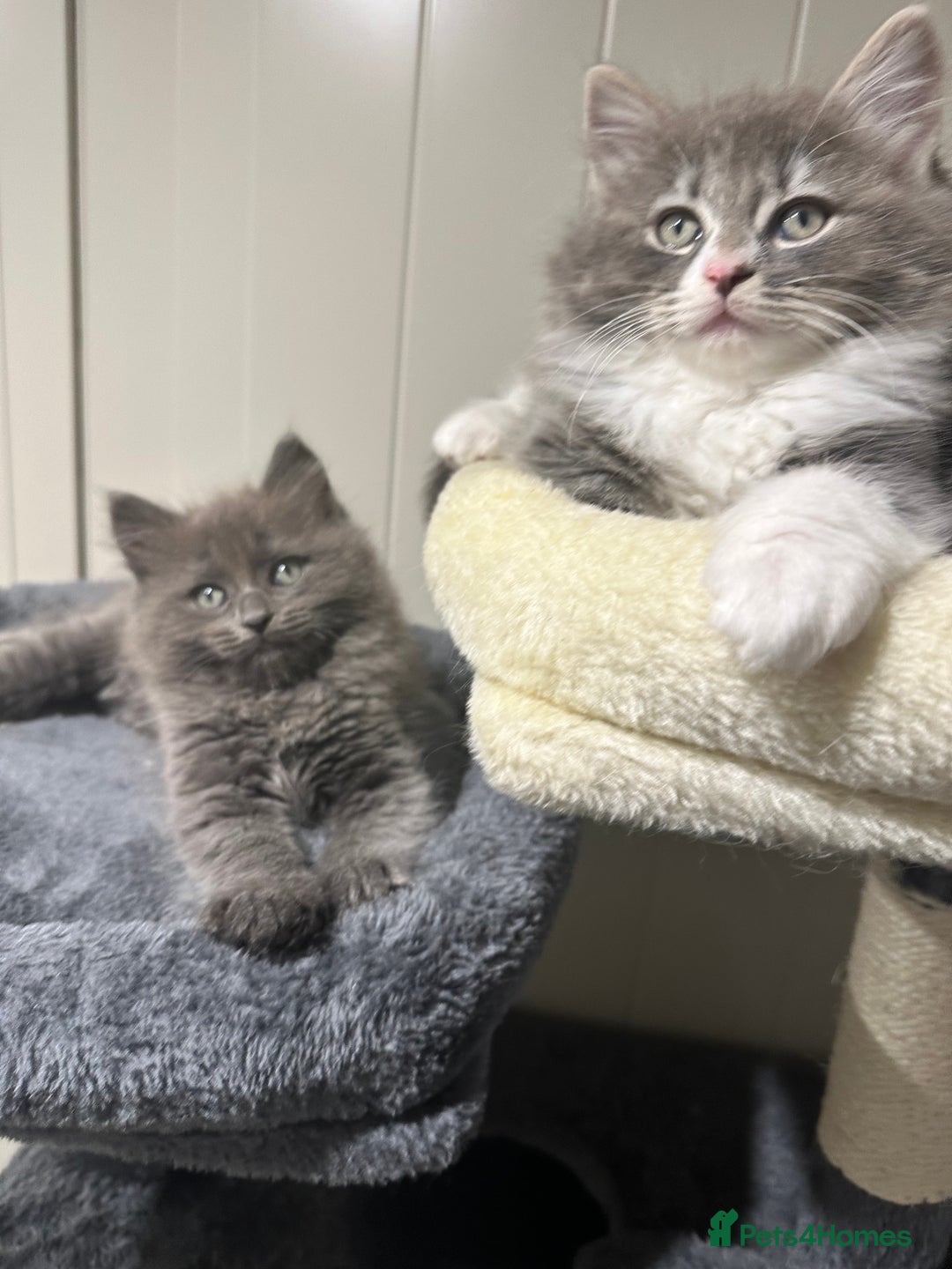 Norwegian Forest Cat cats for sale: 7 Exceptionally beautiful Norwegian Forest kittens - Advert 25