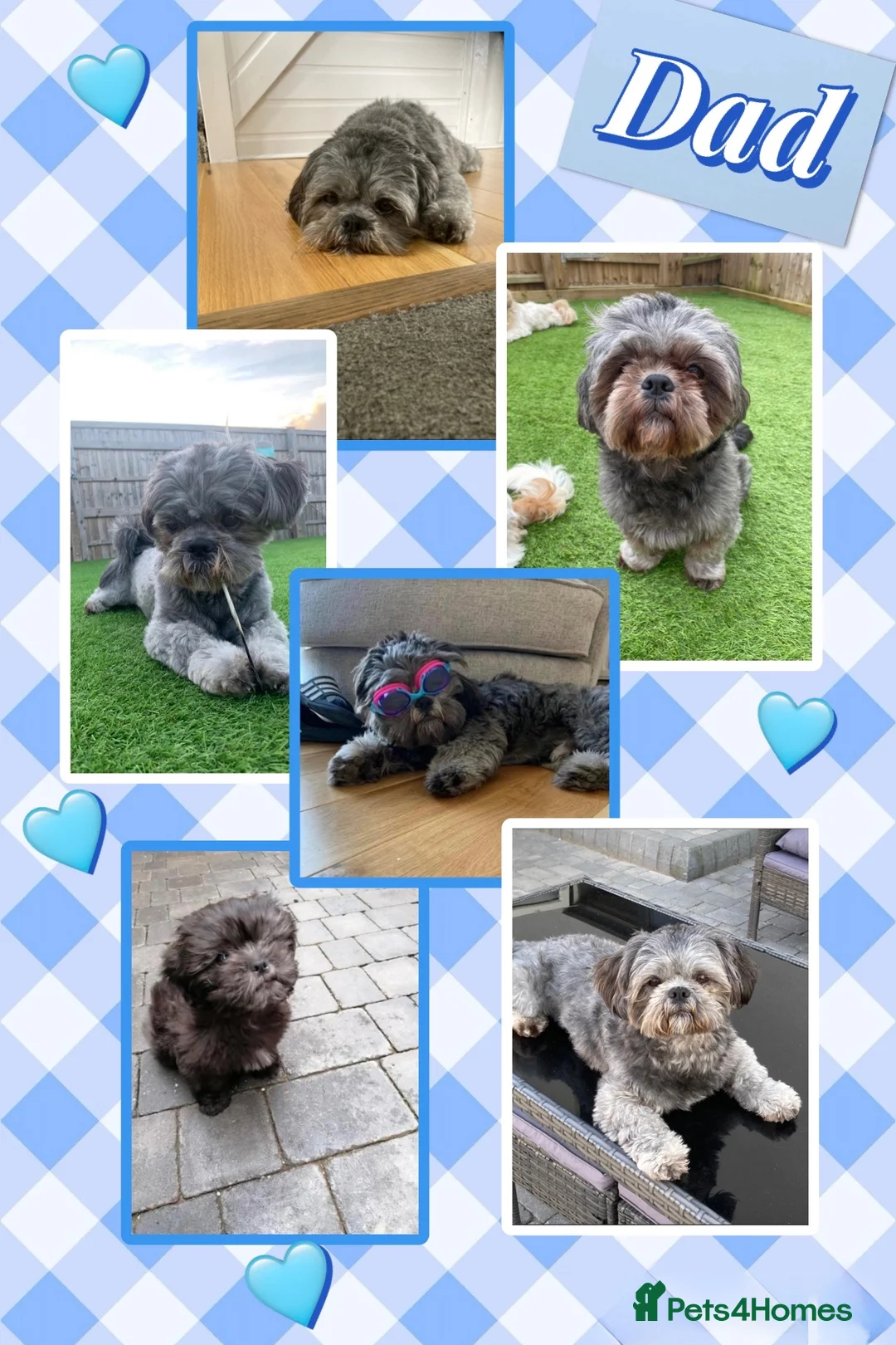 Shih Tzu dogs for sale: Gorgeous pedigree Shih Tzus!! - Advert 17