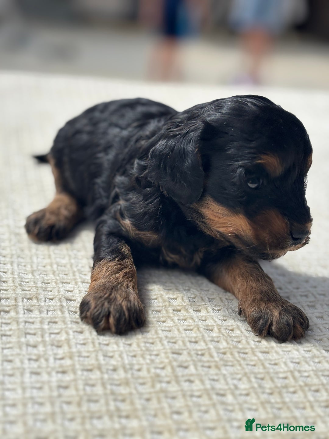 Cavapoo dogs for sale: Toy f1b cavapoo puppies - Image 8