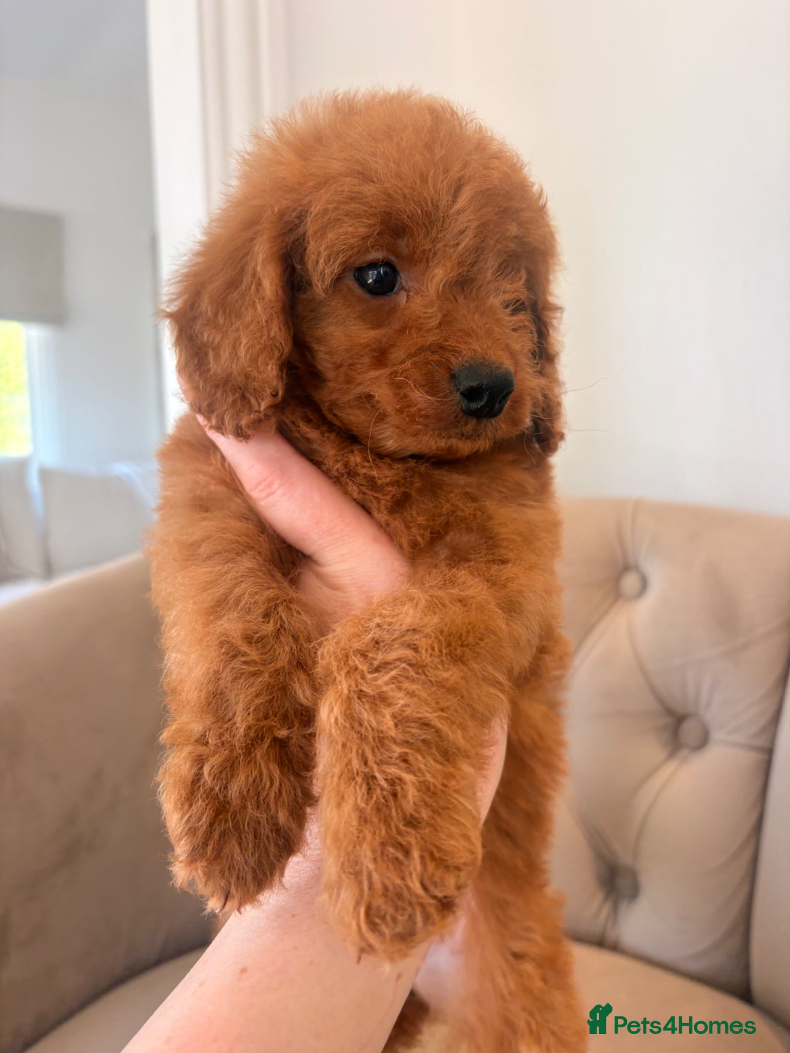 Cockapoo dogs LICENSED BREEDER QUALITY HEALTH TESTED COCKAPOOS - Advert 1