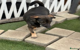 Mixed Breed dogs for adoption: Cute little Twix needs LoVE - Image 7