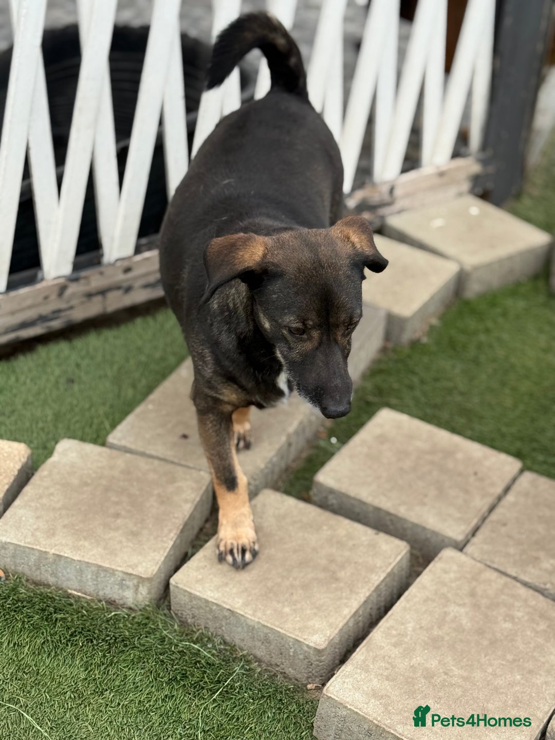 Mixed Breed dogs for adoption: Cute little Twix needs LoVE - Image 7