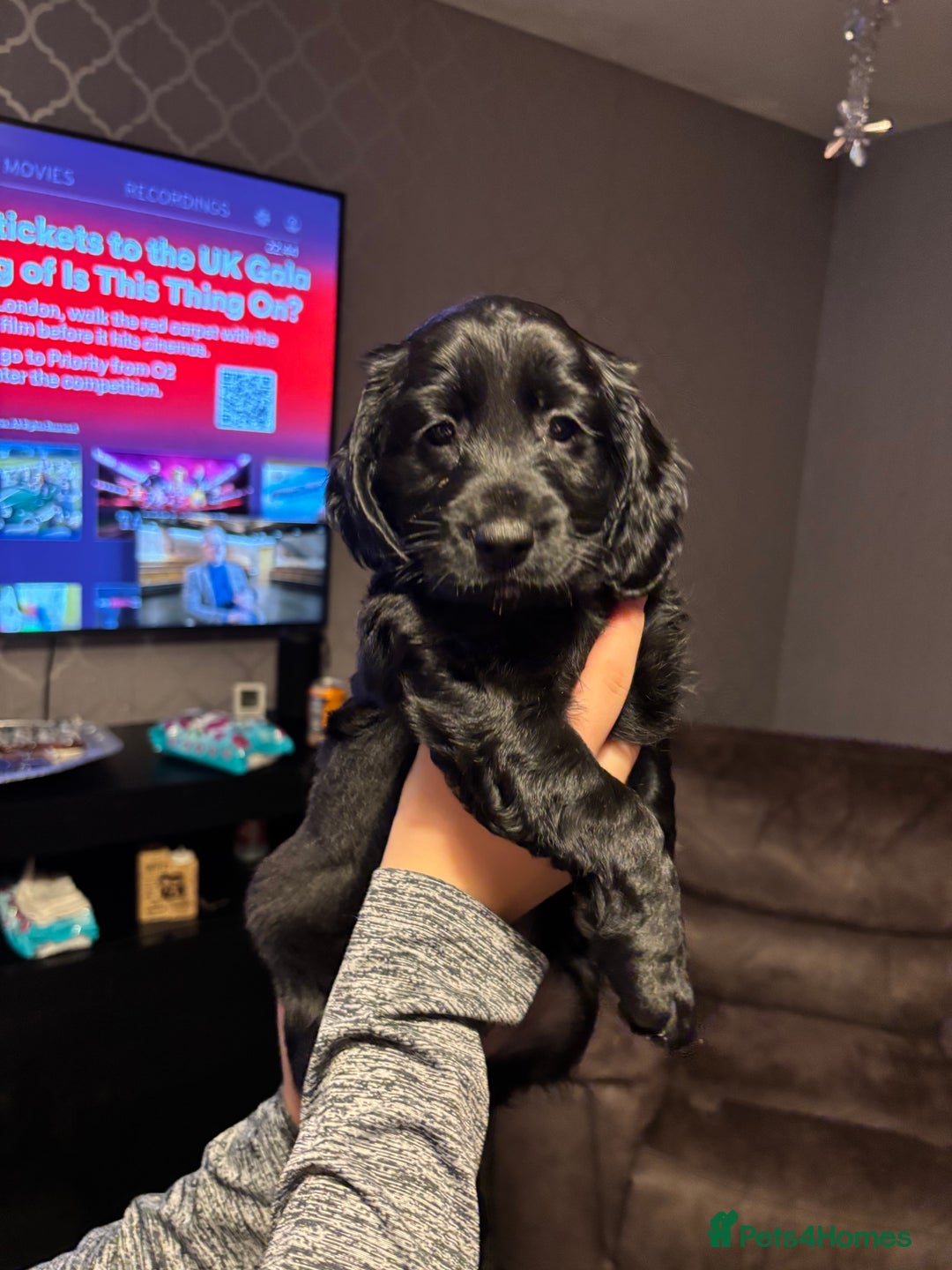 Cockapoo dogs for sale: 🐾 F2 COCKAPOO PUPPIES 🐾 - Advert 10