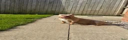 American Bully dogs for sale: Female pocket bully  - Advert 2