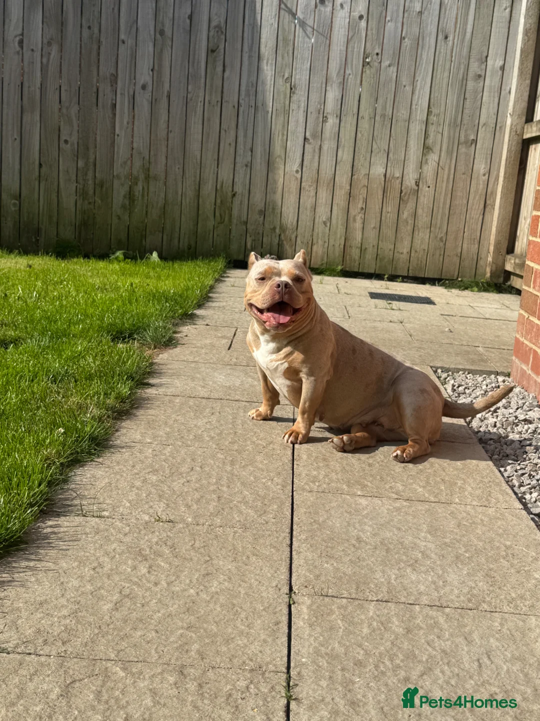 American Bully dogs for sale: Female pocket bully  - Advert 2