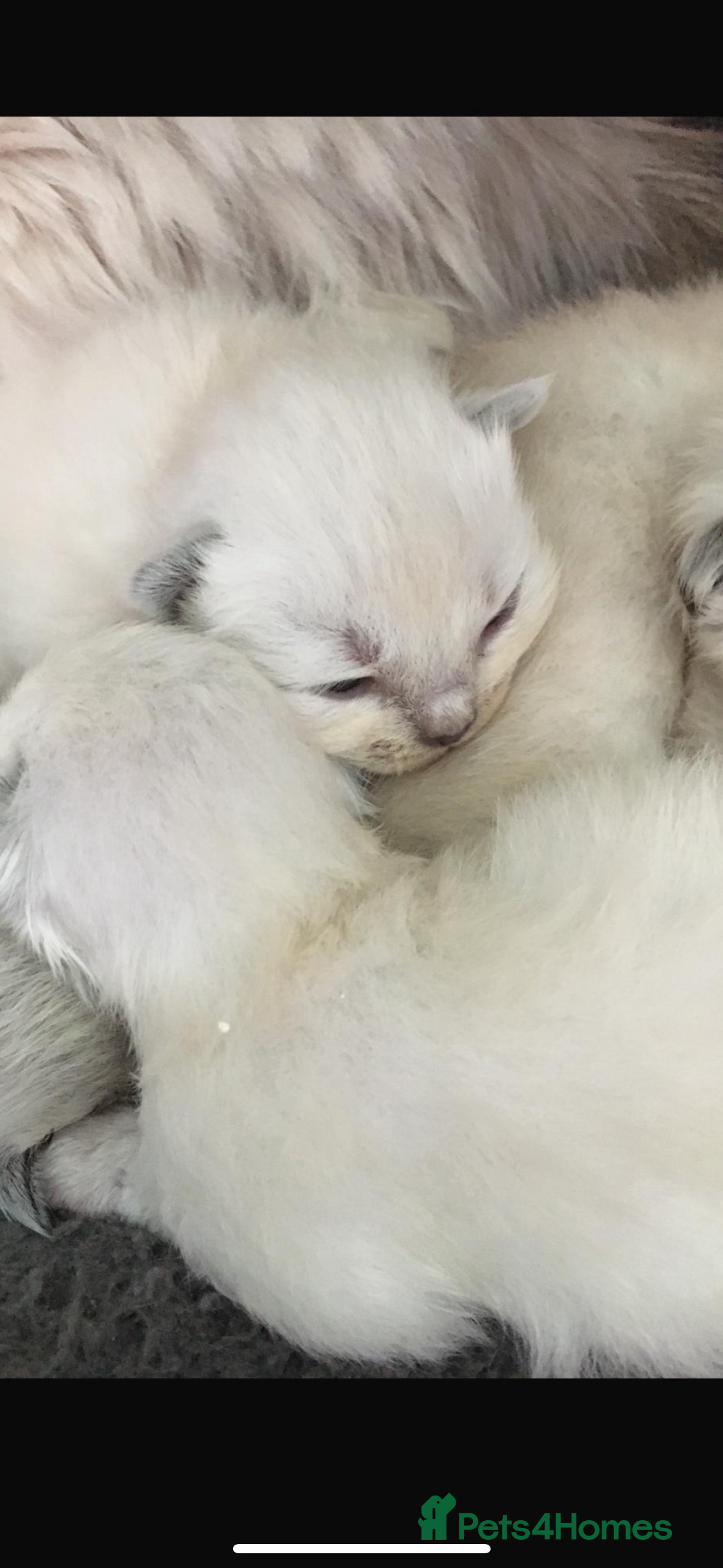 Ragdoll cats 🩷 GCCF WAITING LIST NOW OPEN 💜 - Advert 1