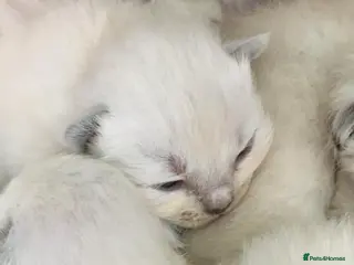 Ragdoll cats 🩷 GCCF WAITING LIST NOW OPEN 💜 - Advert 1