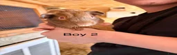 Guinea Pig rodents for sale: 10 week old baby Guinea pigs boys and girls  - Advert 13