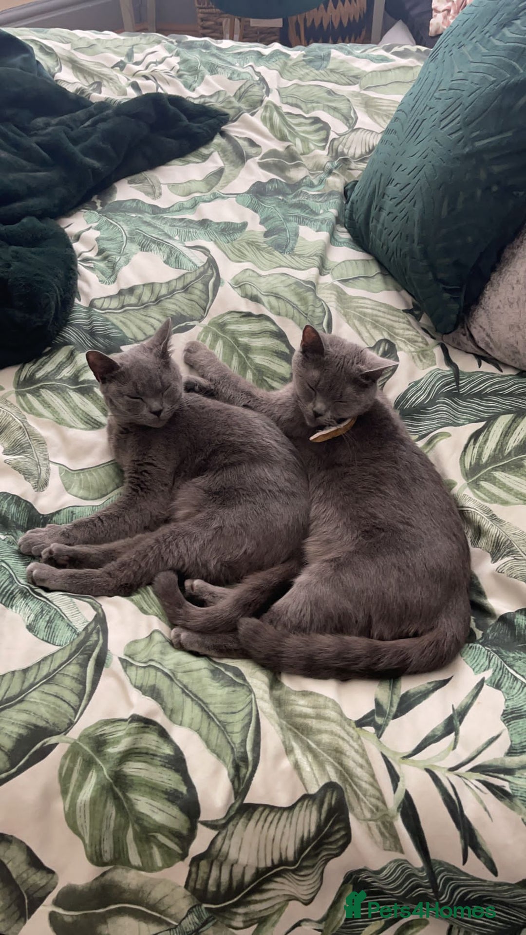 British Shorthair cats for sale: BSH SISTERS  - Image 4