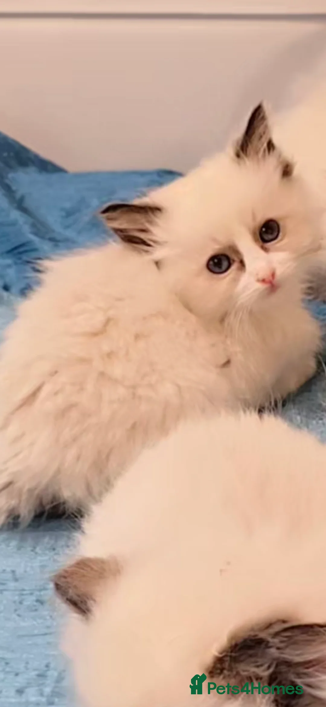 Ragdoll cats for sale: TICA REGISTERED KITTENS/Active - Advert 18