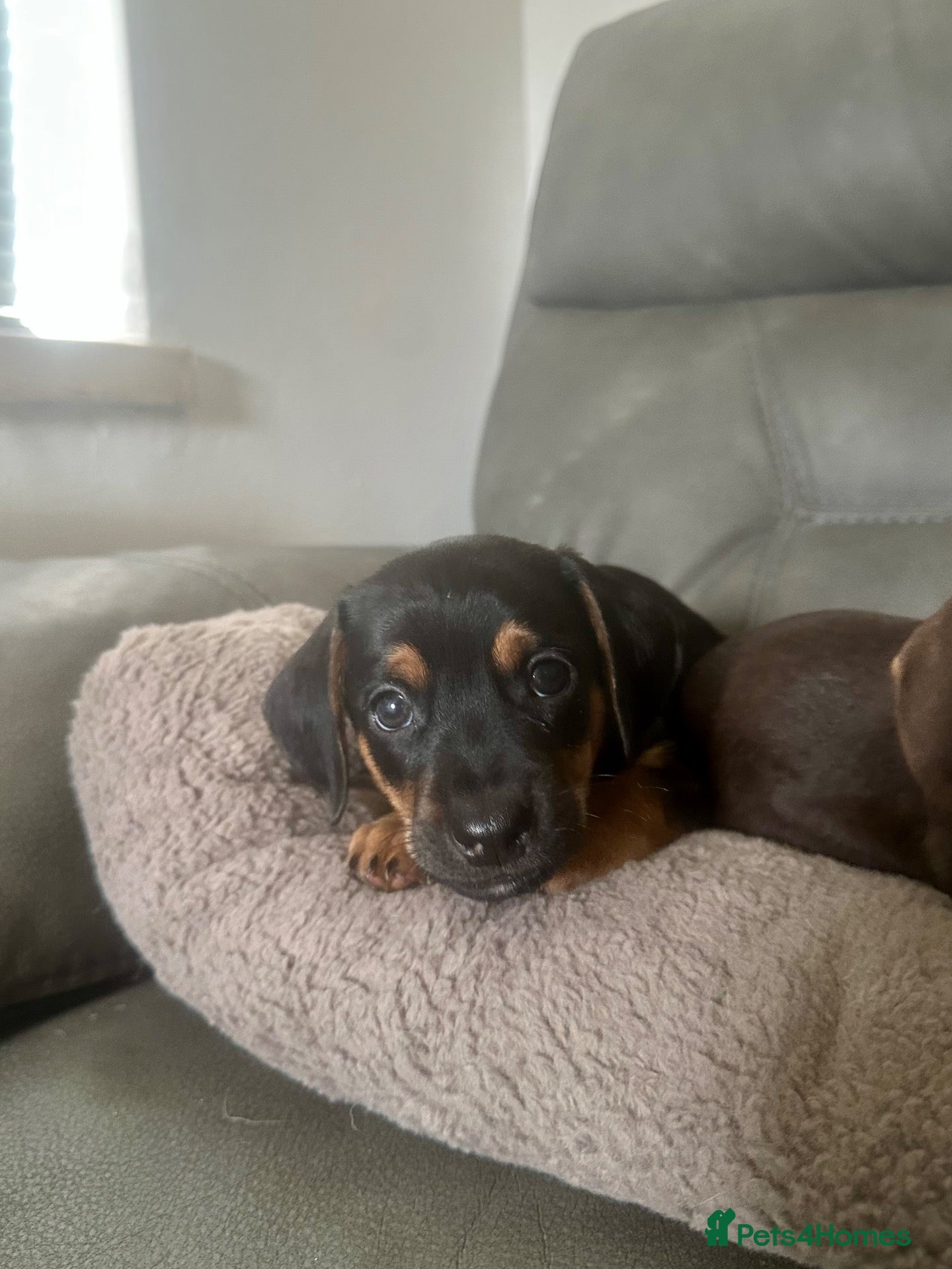 Mixed Breed dogs Ready soon! 🐾 Stunning JR / Dachshund Puppies 🐾  - Advert 1