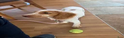 Cocker Spaniel dogs for sale: Gorgeous lemon and white working cocker  in Mansfield - Advert 4
