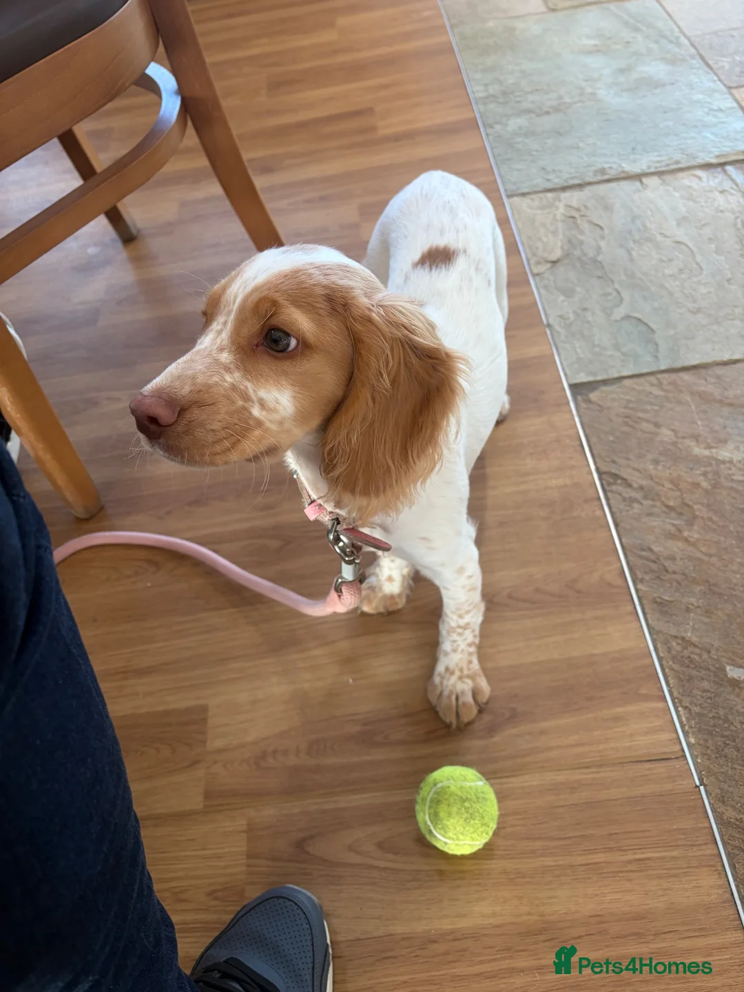 Cocker Spaniel dogs for sale: Gorgeous lemon and white working cocker  in Mansfield - Advert 4